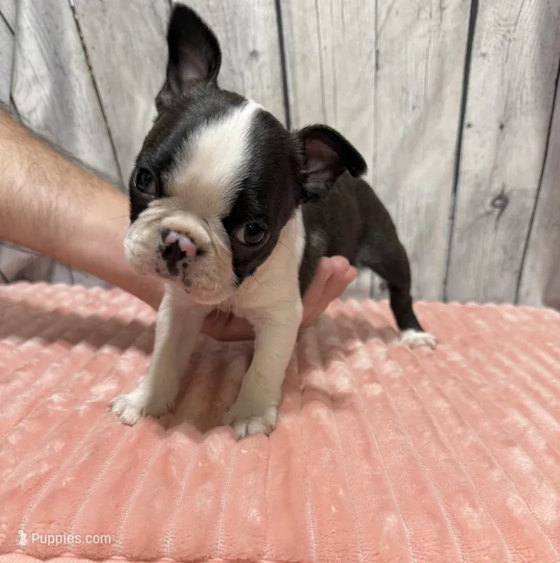 Girl2 – Boston Terrier puppy for sale in Gladewater, TX