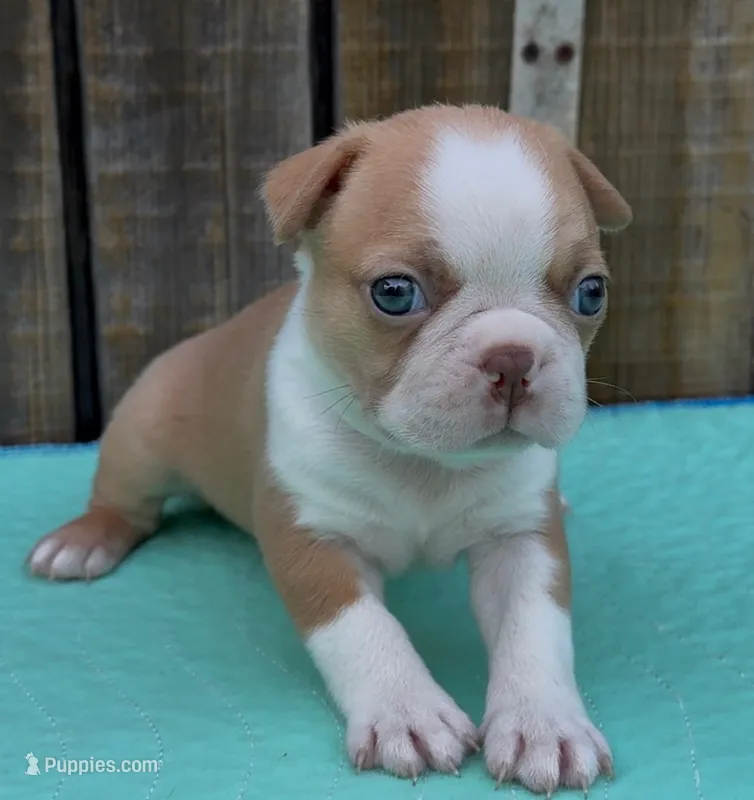 Nick – Boston Terrier puppy for sale in Gladewater, TX