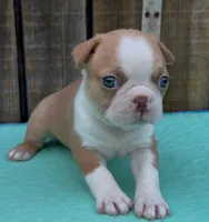 Nick, a male Boston Terrier for sale in Gladewater, TX – 1 of 1
