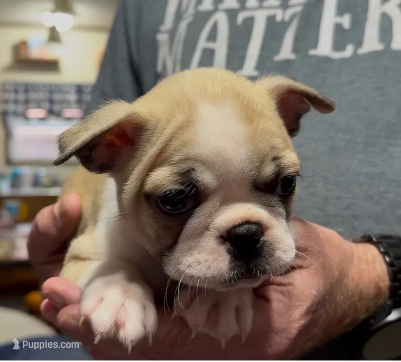 Junior  – Boston Terrier puppy for sale in Gladewater, TX