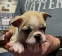 Junior , a male Boston Terrier for sale in Gladewater, TX – 1 of 1