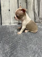 Charlie , a male Boston Terrier for sale in Gladewater, TX – 5 of 5