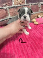 Jane, a female Boston Terrier for sale in Gladewater, TX – 2 of 3