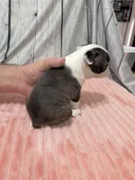 Girl1, a female Boston Terrier for sale in Gladewater, TX – 4 of 4