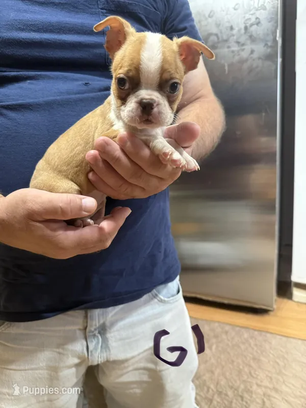Girl1 – Boston Terrier puppy for sale in Gladewater, TX