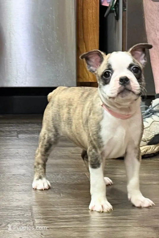 Jenny – Boston Terrier puppy for sale in Gladewater, TX