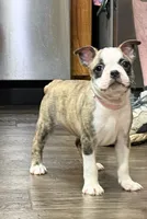 Jenny, a female Boston Terrier for sale in Gladewater, TX – 1 of 2