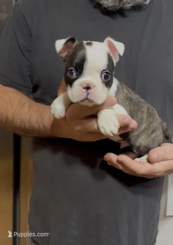 Boy1 – Boston Terrier puppy for sale in Gladewater, TX