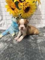 Tony, a male Boston Terrier for sale in Gladewater, TX – Photo 2 of 2