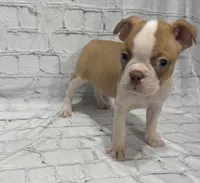 Tony, a male Boston Terrier for sale in Gladewater, TX – 1 of 4