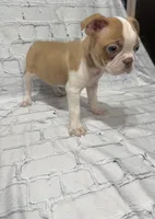 Tony, a male Boston Terrier for sale in Gladewater, TX – 2 of 4