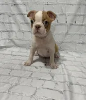 Tony, a male Boston Terrier for sale in Gladewater, TX – 3 of 4