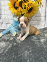Tony, a male Boston Terrier for sale in Gladewater, TX – Photo 1 of 2