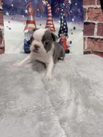 Tina, a female Boston Terrier for sale in Gladewater, TX – 3 of 3