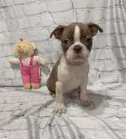 Tammy, a female Boston Terrier for sale in Gladewater, TX – 2 of 4
