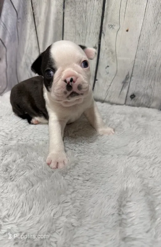 Boy 2 – Boston Terrier puppy for sale in Gladewater, TX