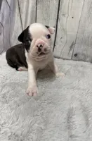 Boy 2, a male Boston Terrier for sale in Gladewater, TX – 2 of 5
