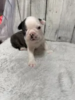 Boy 2, a male Boston Terrier for sale in Gladewater, TX – 4 of 5