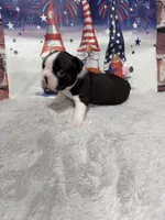 Clair, a female Boston Terrier for sale in Gladewater, TX – 3 of 3