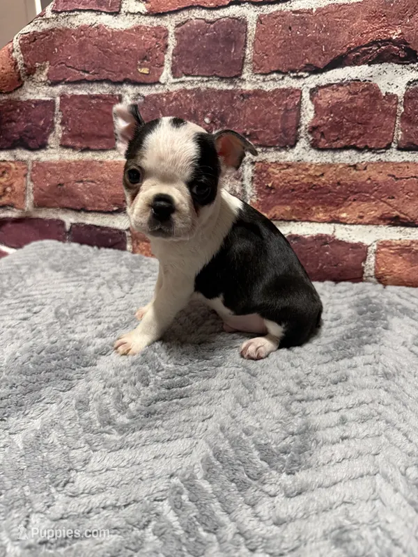 Milo – Boston Terrier puppy for sale in Gladewater, TX