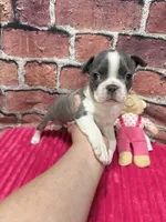Lisa, a female Boston Terrier for sale in Gladewater, TX – 3 of 3