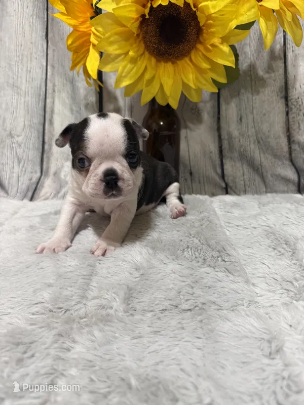 Milo – Boston Terrier puppy for sale in Gladewater, TX