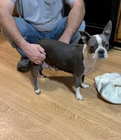 Akc Rose, a female Boston Terrier for sale in Gladewater, TX – Photo 2 of 4