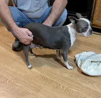Akc Rose, a female Boston Terrier for sale in Gladewater, TX – Photo 4 of 4