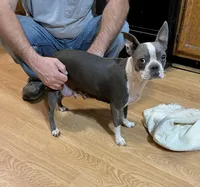 Akc Rose, a female Boston Terrier for sale in Gladewater, TX – Photo 3 of 4