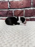 Rita, a female Boston Terrier for sale in Gladewater, TX – 2 of 4