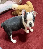 Milo, a male Boston Terrier for sale in Gladewater, TX – 4 of 7