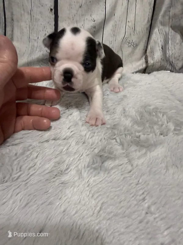 Milo – Boston Terrier puppy for sale in Gladewater, TX