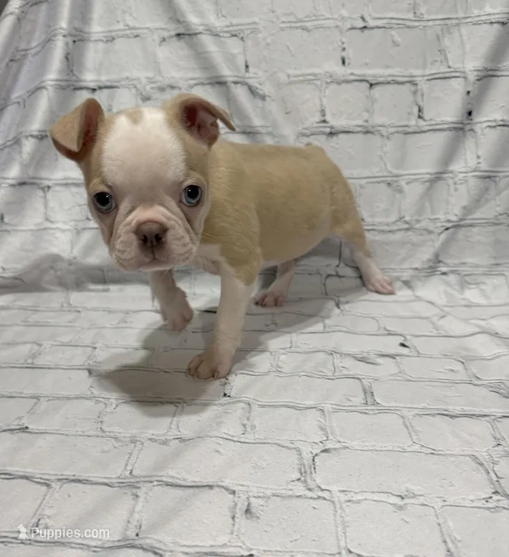 Alice – Boston Terrier puppy for sale in Gladewater, TX
