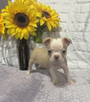 Alice, a female Boston Terrier for sale in Gladewater, TX – Photo 4 of 5