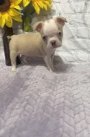 Alice, a female Boston Terrier for sale in Gladewater, TX – Photo 3 of 5