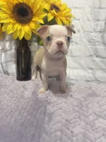 Alice, a female Boston Terrier for sale in Gladewater, TX – Photo 5 of 5