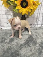 Alice, a female Boston Terrier for sale in Gladewater, TX – Photo 2 of 2