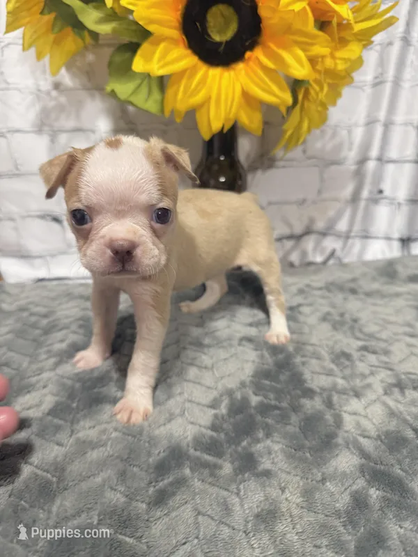 Alice – Boston Terrier puppy for sale in Gladewater, TX