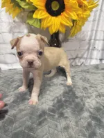 Alice, a female Boston Terrier for sale in Gladewater, TX – Photo 1 of 2