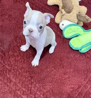 Charlie , a male Boston Terrier for sale in Gladewater, TX – 2 of 5