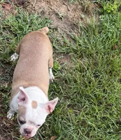 Blondie , a female Boston Terrier for sale in Gladewater, TX – 2 of 3