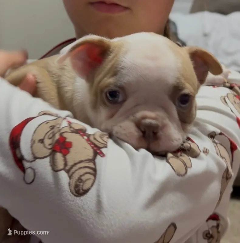 Dobby – Boston Terrier puppy for sale in Gladewater, TX