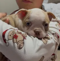 Dobby, a male Boston Terrier for sale in Gladewater, TX – 1 of 1