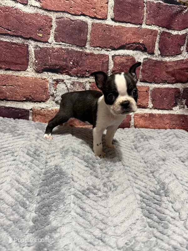 Chris – Boston Terrier puppy for sale in Gladewater, TX