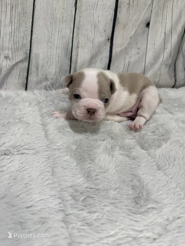 Leo – Boston Terrier puppy for sale in Gladewater, TX