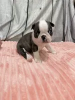 Girl1, a female Boston Terrier for sale in Gladewater, TX – 2 of 4