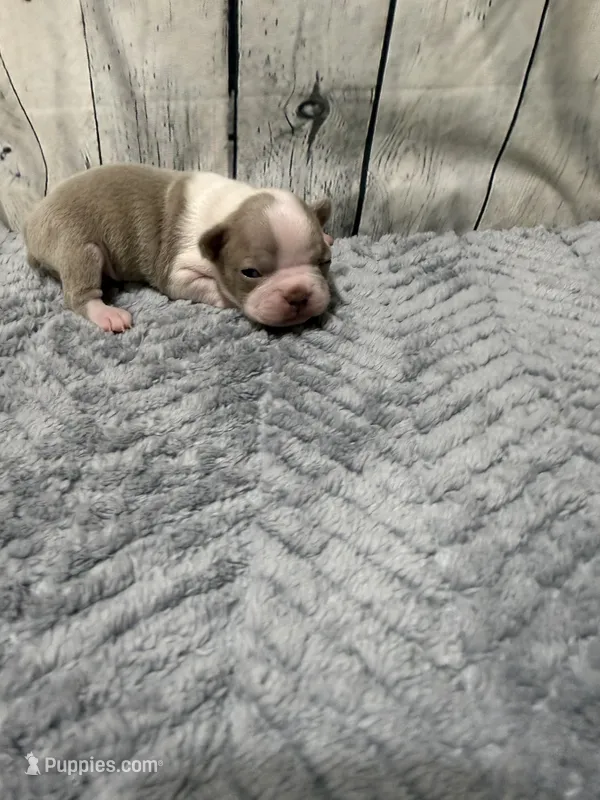 Charlie  – Boston Terrier puppy for sale in Gladewater, TX