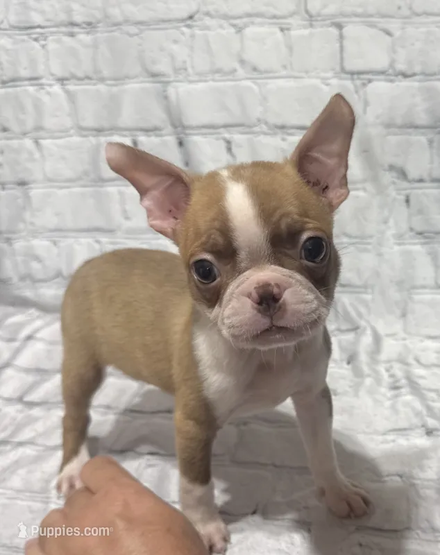 Michelle  – Boston Terrier puppy for sale in Gladewater, TX