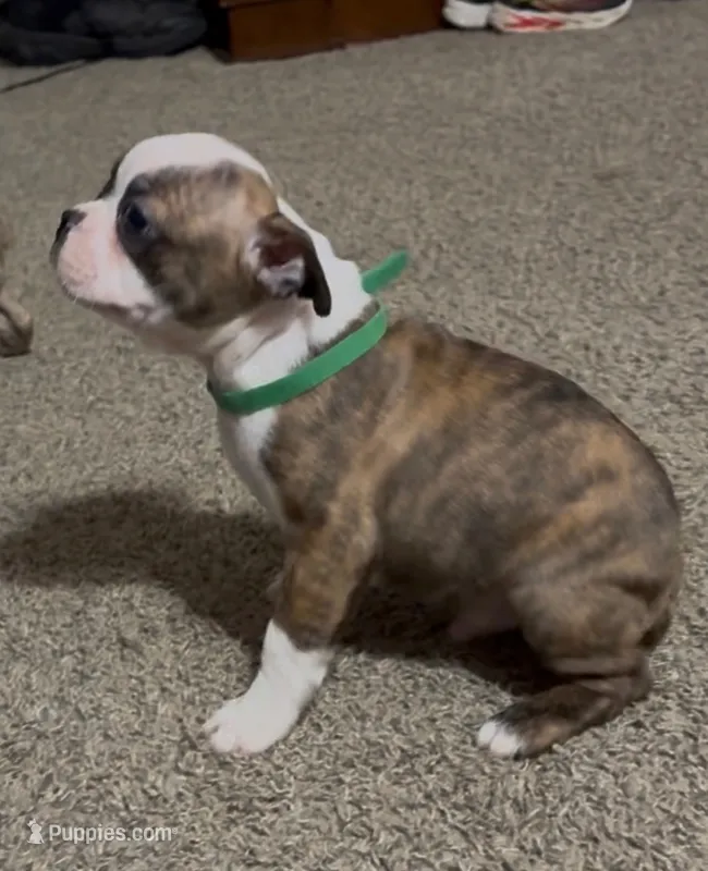 Rebel – Boston Terrier puppy for sale in Gladewater, TX