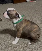 Rebel, a male Boston Terrier for sale in Gladewater, TX – 1 of 1